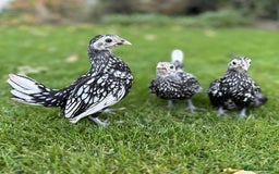 Chickens poultry for sale: Bantams and Pekins for sale - Image 5