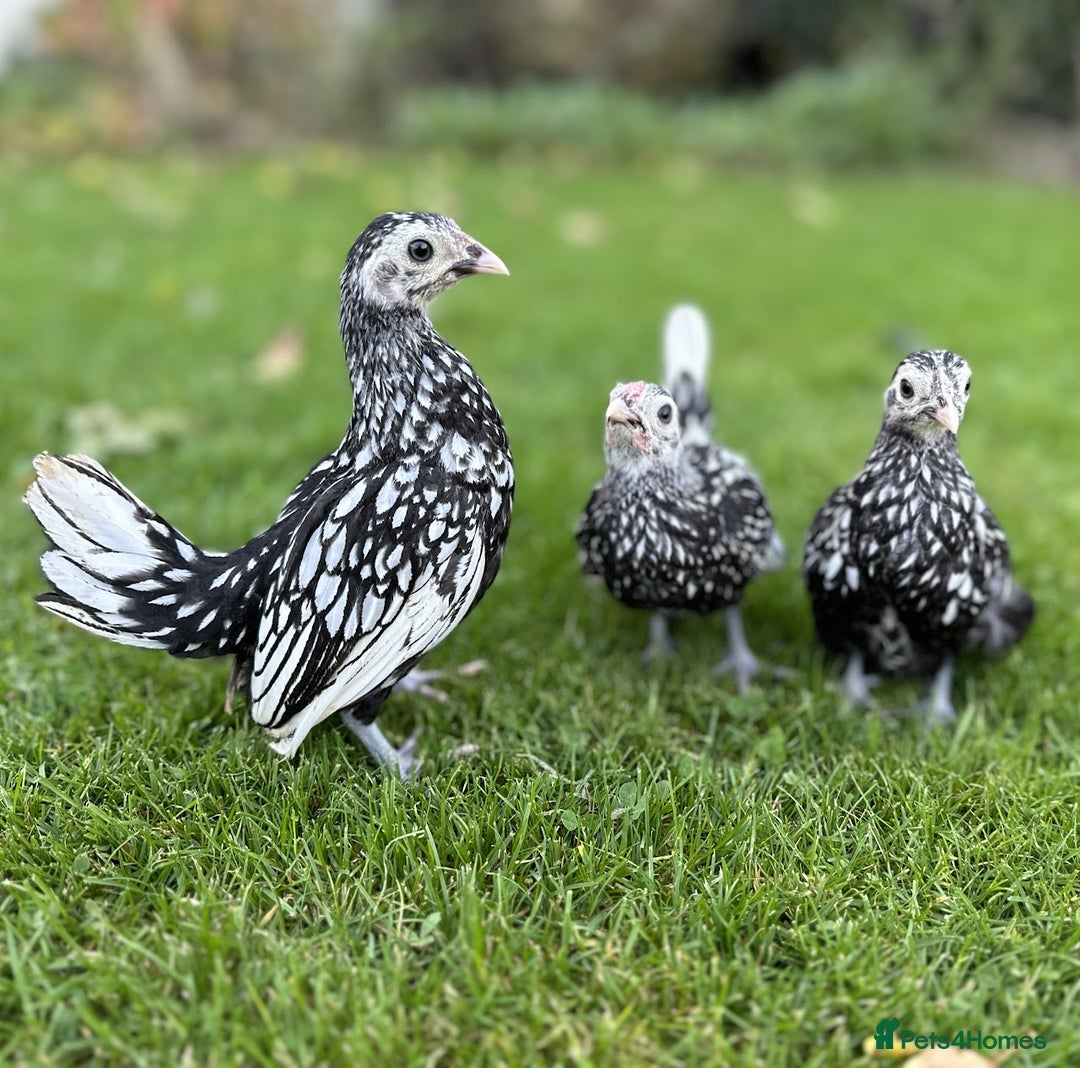 Chickens poultry for sale: Bantams and Pekins for sale - Image 5
