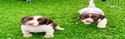 English Springer Spaniel dogs for sale: Pedigree springer spaniel Puppies - Advert 15