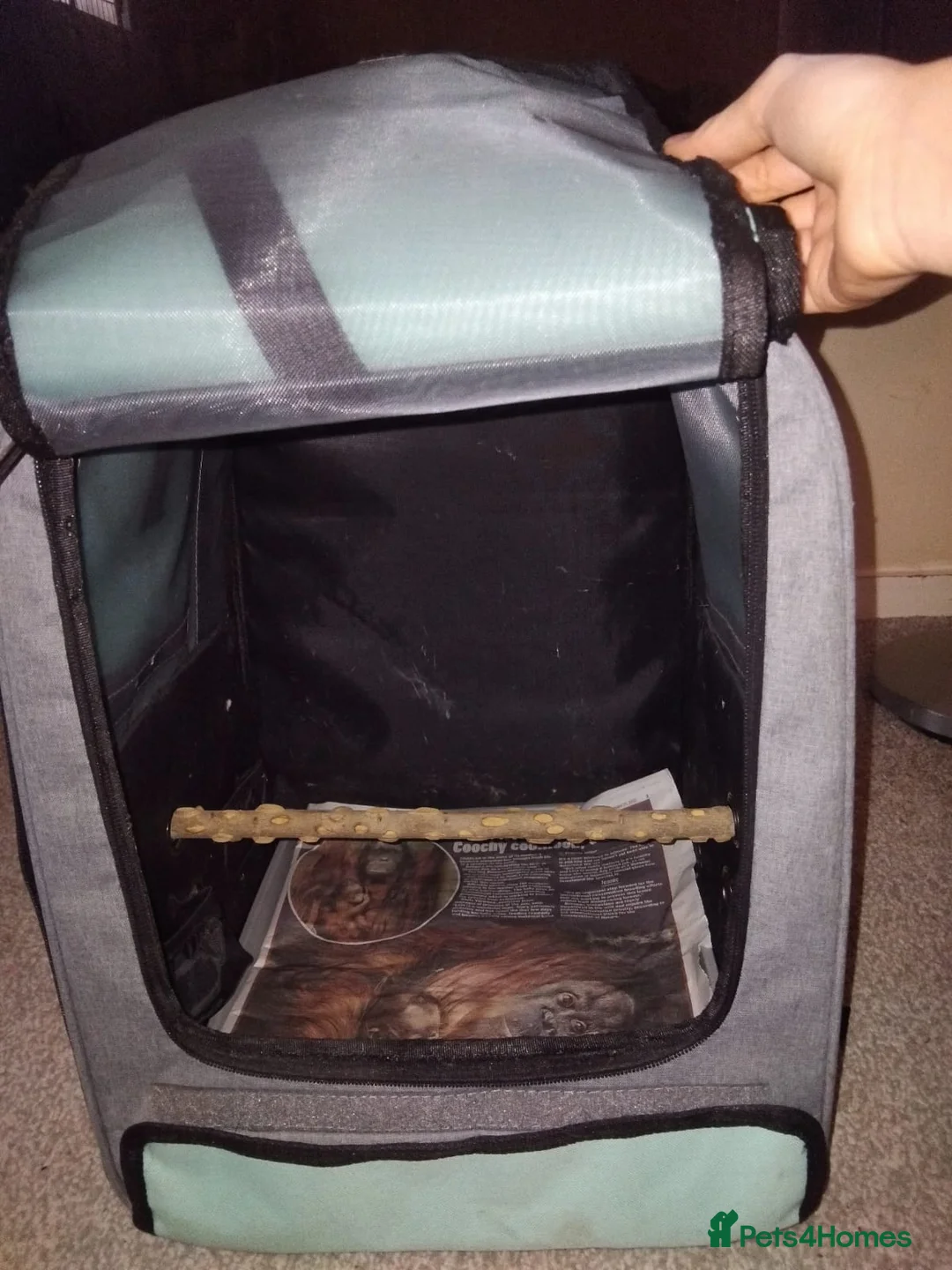 Parrots birds for sale: 2 years, 11 months old male Alexandrine parrot  - Advert 2