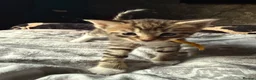 Norwegian Forest Cat cats for sale: 3 stunning half Norwegian kittens left - Advert 23
