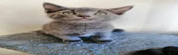 Russian Blue cats for sale: Kitten - Advert 3