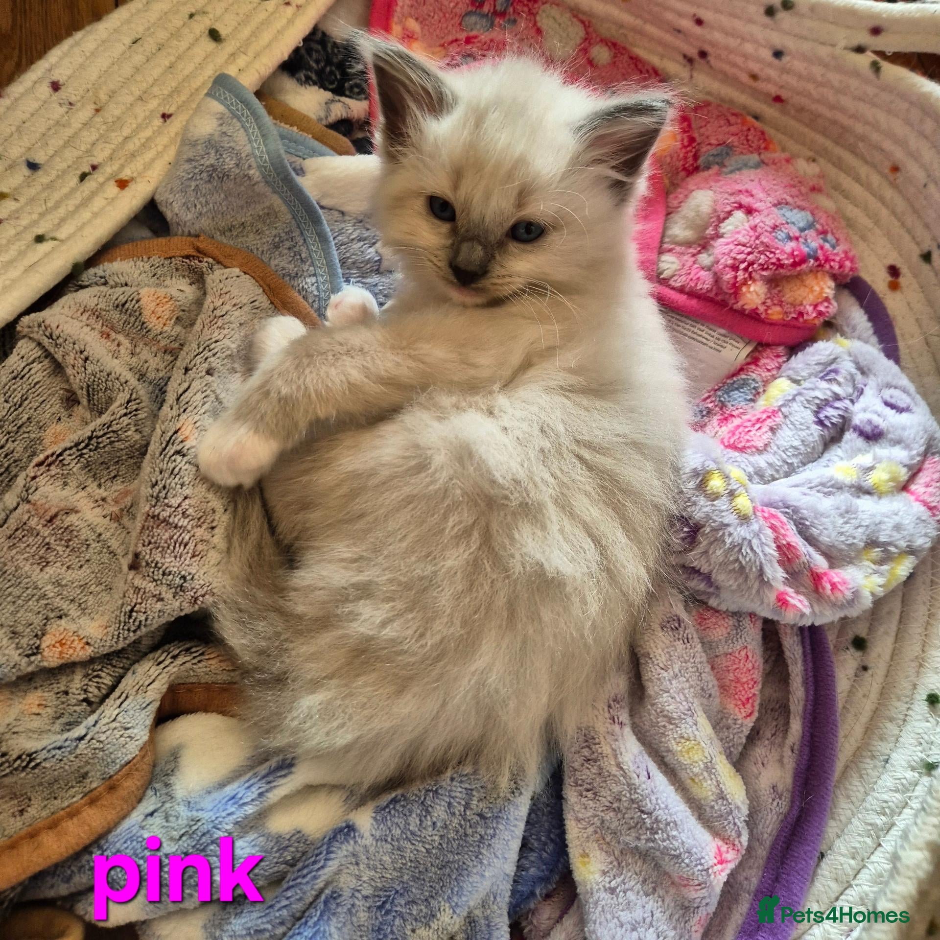 Ragdoll cats for sale: 🐾✨ Beautiful Ragdoll Kittens! ✨🐾 - Advert 22