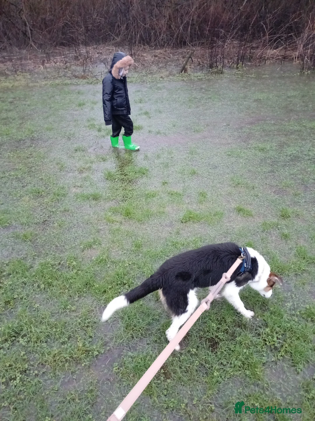 Border Collie dogs for sale: Male border Collie - Advert 7