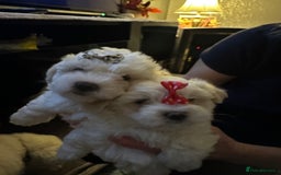 Bichon Frise dogs for sale: ALEX CHIRILA - Image 5