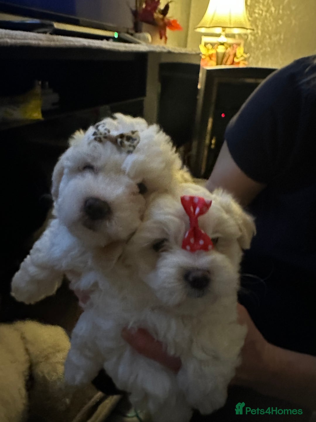 Bichon Frise dogs for sale: ALEX CHIRILA - Image 5