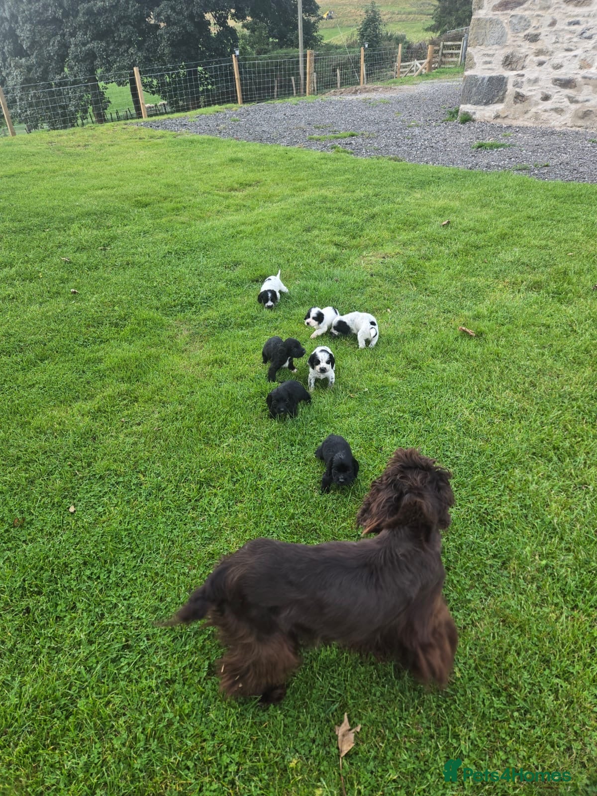 Cocker Spaniel dogs Reduced! Working cockers ready now!! - Advert 1