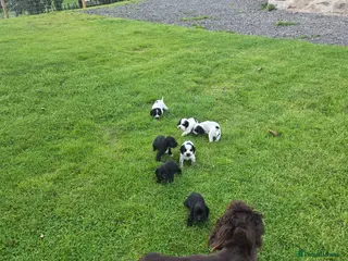 Cocker Spaniel dogs Reduced! Working cockers ready now!! - Advert 2