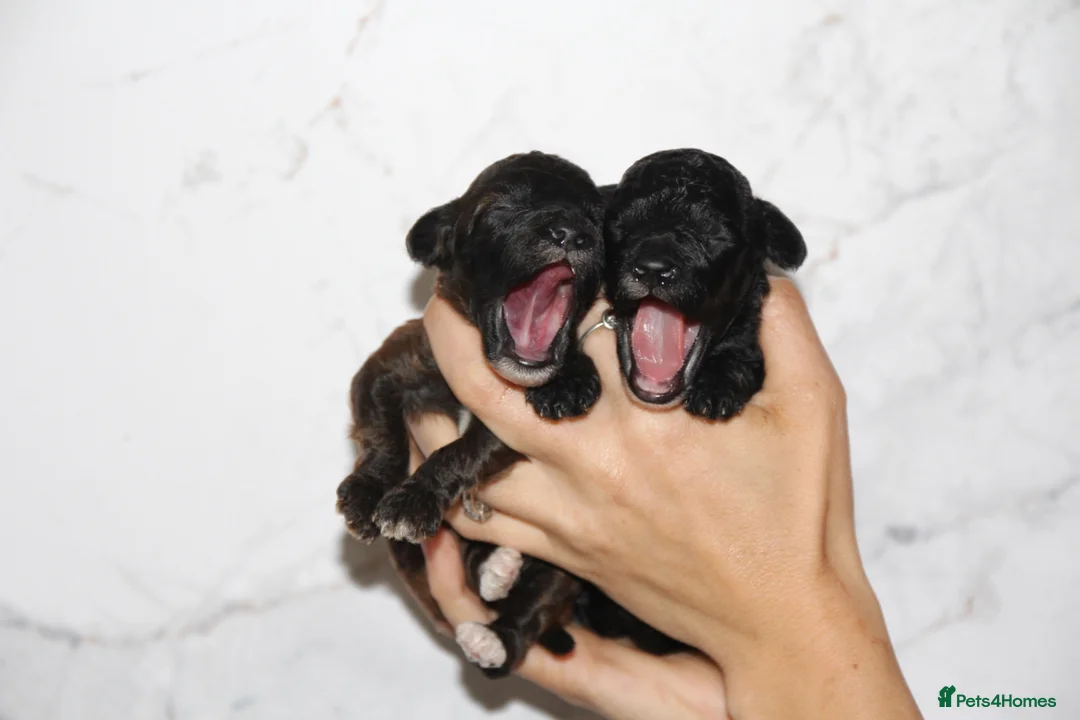 Miniature Poodle dogs for sale: Beautiful miniature poodle puppies  - Advert 2