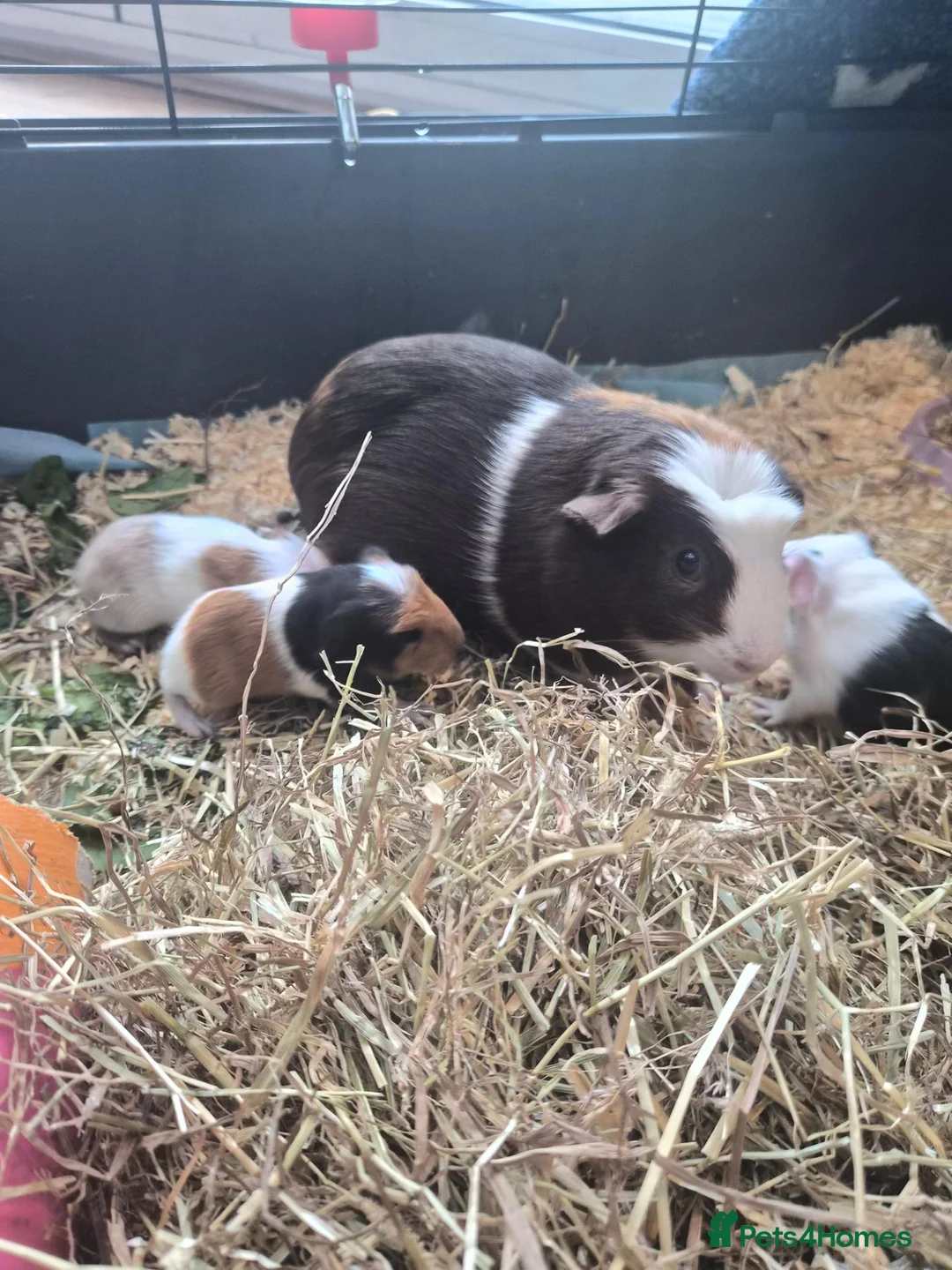 Guinea Pig rodents for sale: Baby guinea pigs - Advert 2