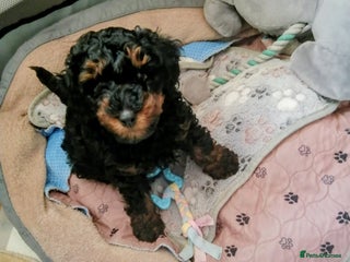Toy Poodle dogs Toy poodle boy is KC Registered - Advert 17