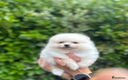 Pomeranian dogs for sale: Tiny Pomeranian Girls – Champion Bloodlines - Image 12