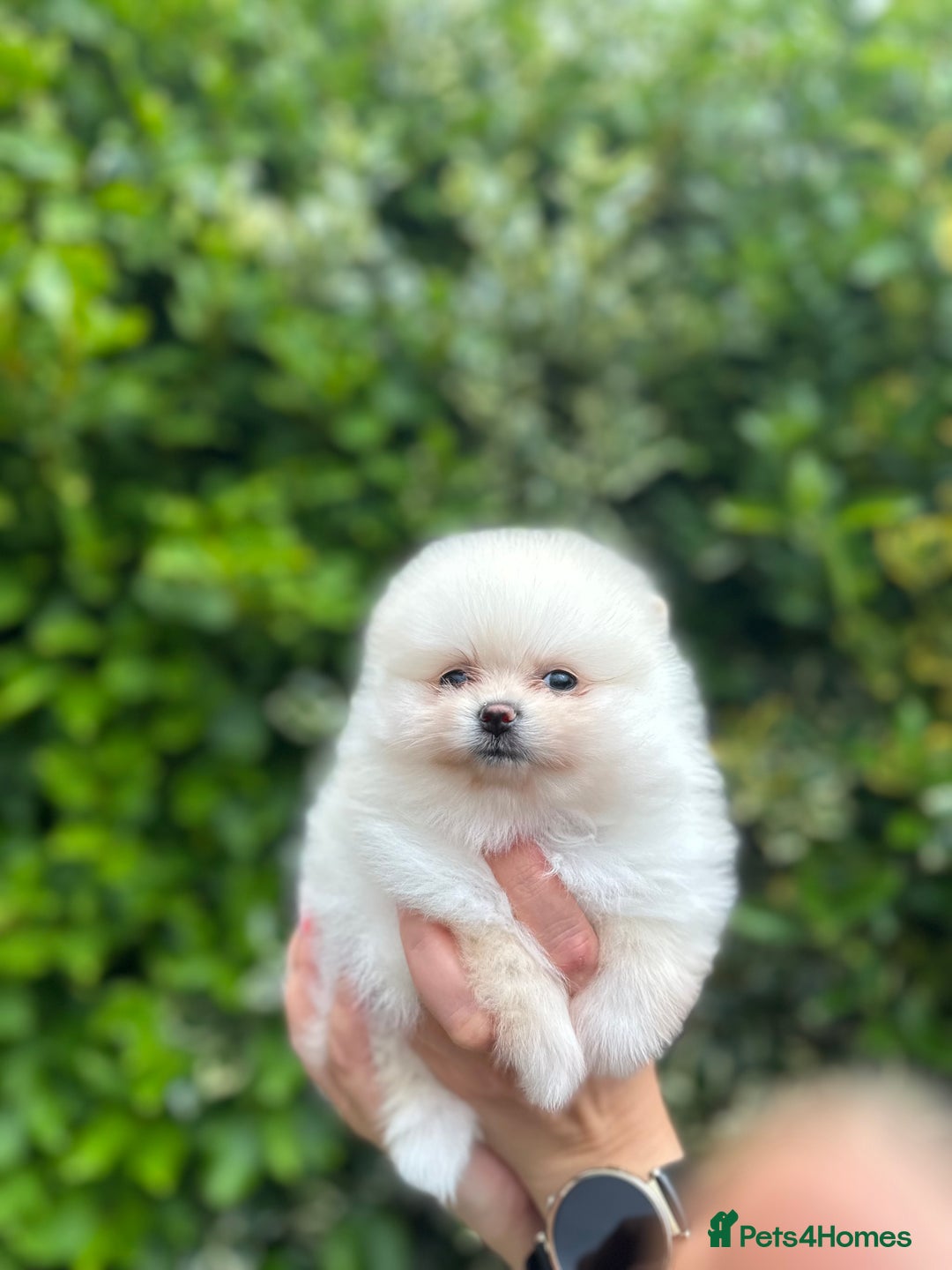 Pomeranian dogs for sale: Tiny Pomeranian Girls – Champion Bloodlines - Image 12