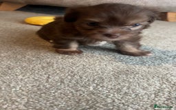 Chorkie dogs for sale: Outstanding chorkie puppies  - Image 9