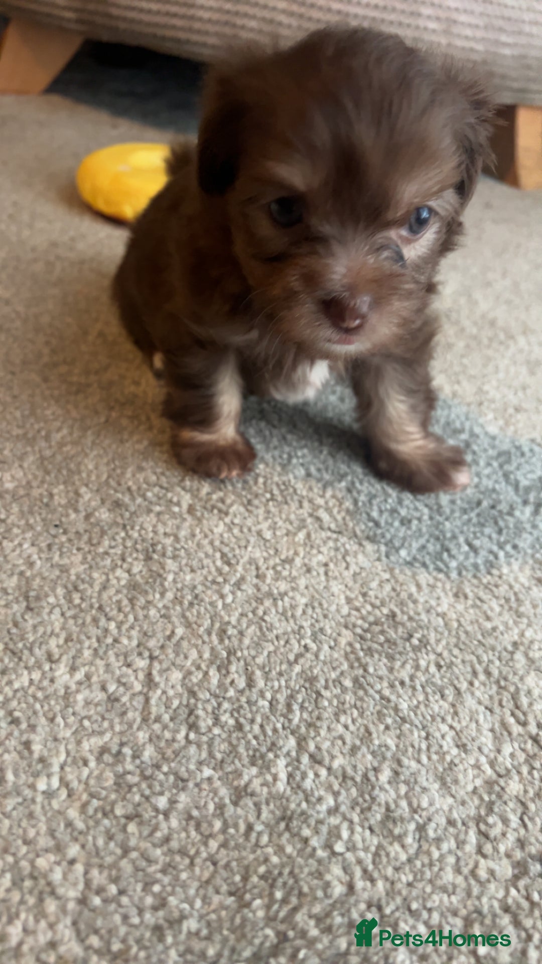 Chorkie dogs for sale: Outstanding chorkie puppies  - Image 9