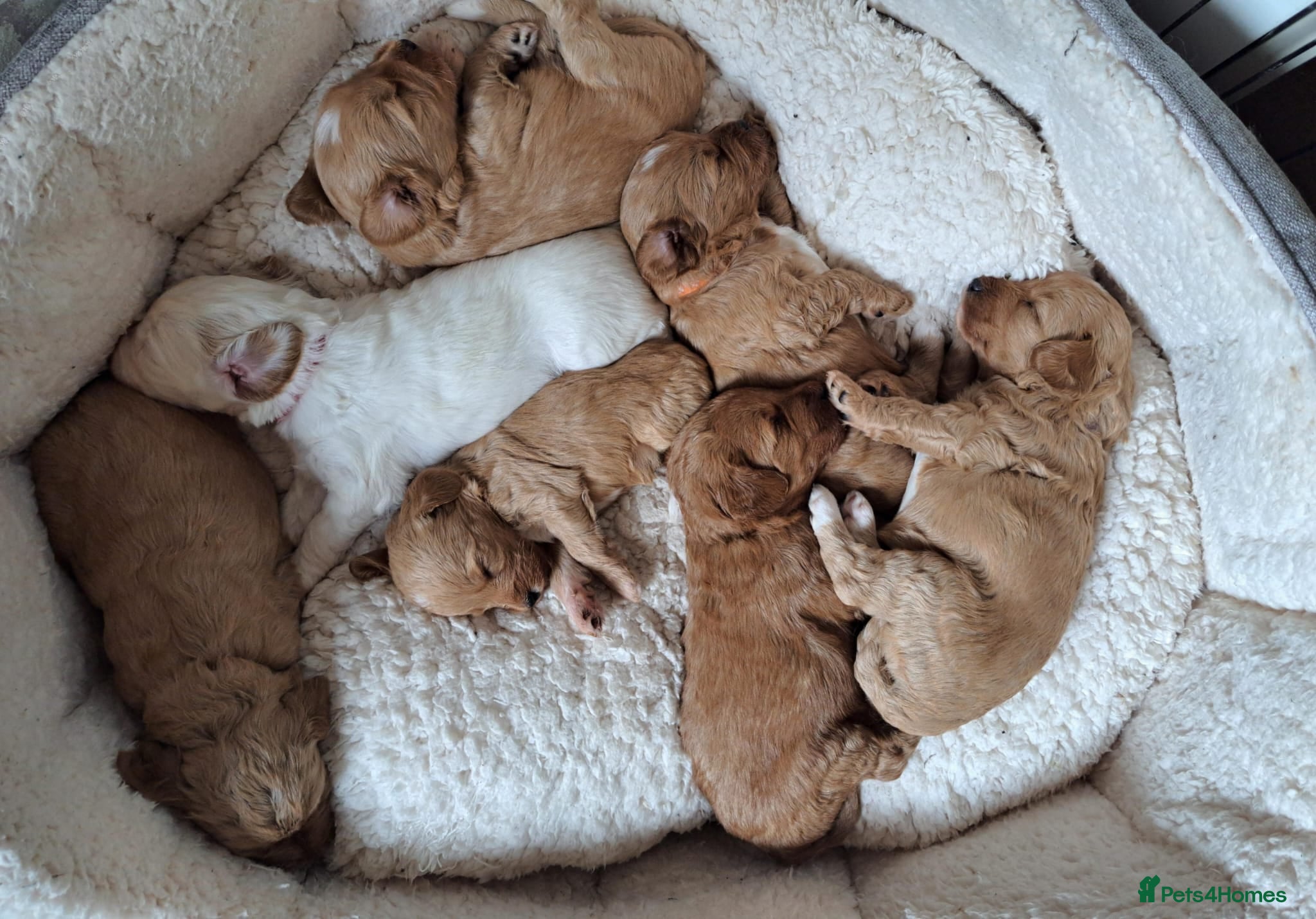 Australian Labradoodle dogs Tosha's and Rufus puppies - Advert 2