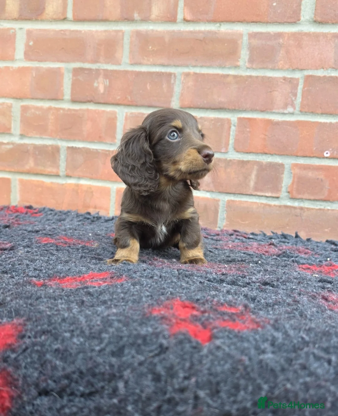 Miniature Dachshund dogs for sale: KC REGISTERED BEAUTIFUL MINIATURE LONGHAIRS - Advert 2