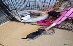 Jack Russell dogs for sale: Pure Jack russell puppies. Ultra-Rare colored.  - Advert 21