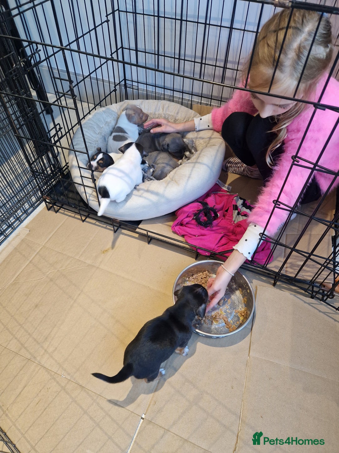 Jack Russell dogs for sale: Pure Jack russell puppies. Ultra-Rare colored.  - Advert 21