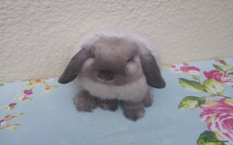 Mini Lop rabbits for sale: Pedigree mini lops - Image 7