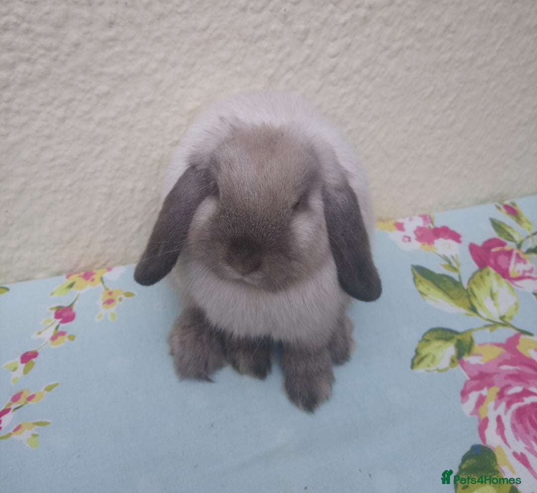 Mini Lop rabbits for sale: Pedigree mini lops - Image 7