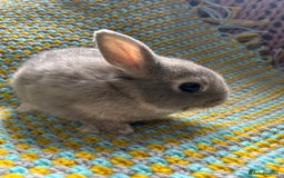 Netherland Dwarf rabbits for sale: Vaccinated Netherland Dwarf Rabbits - Image 21