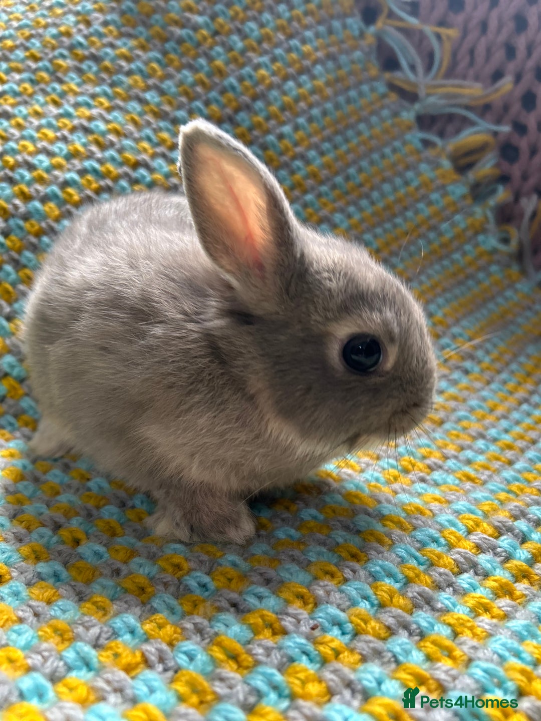 Netherland Dwarf rabbits for sale: Vaccinated Netherland Dwarf Rabbits - Image 21