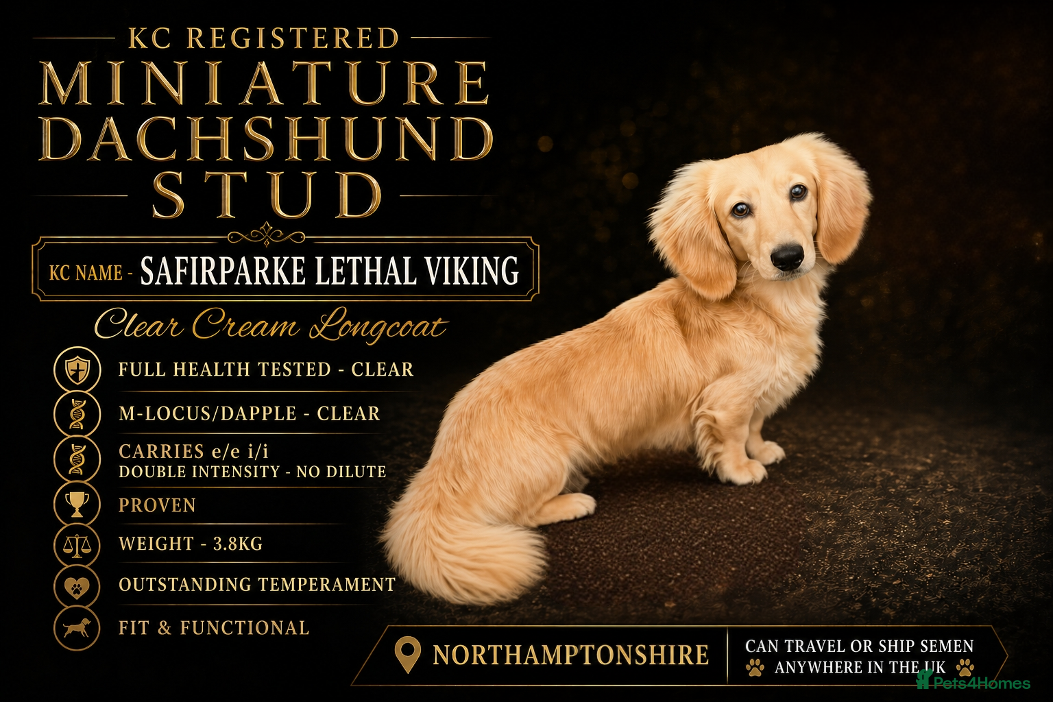 Miniature Dachshund dogs KC Miniature Dachshund Stud - Advert 21