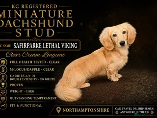 Miniature Dachshund dogs KC Miniature Dachshund Stud - Advert 21
