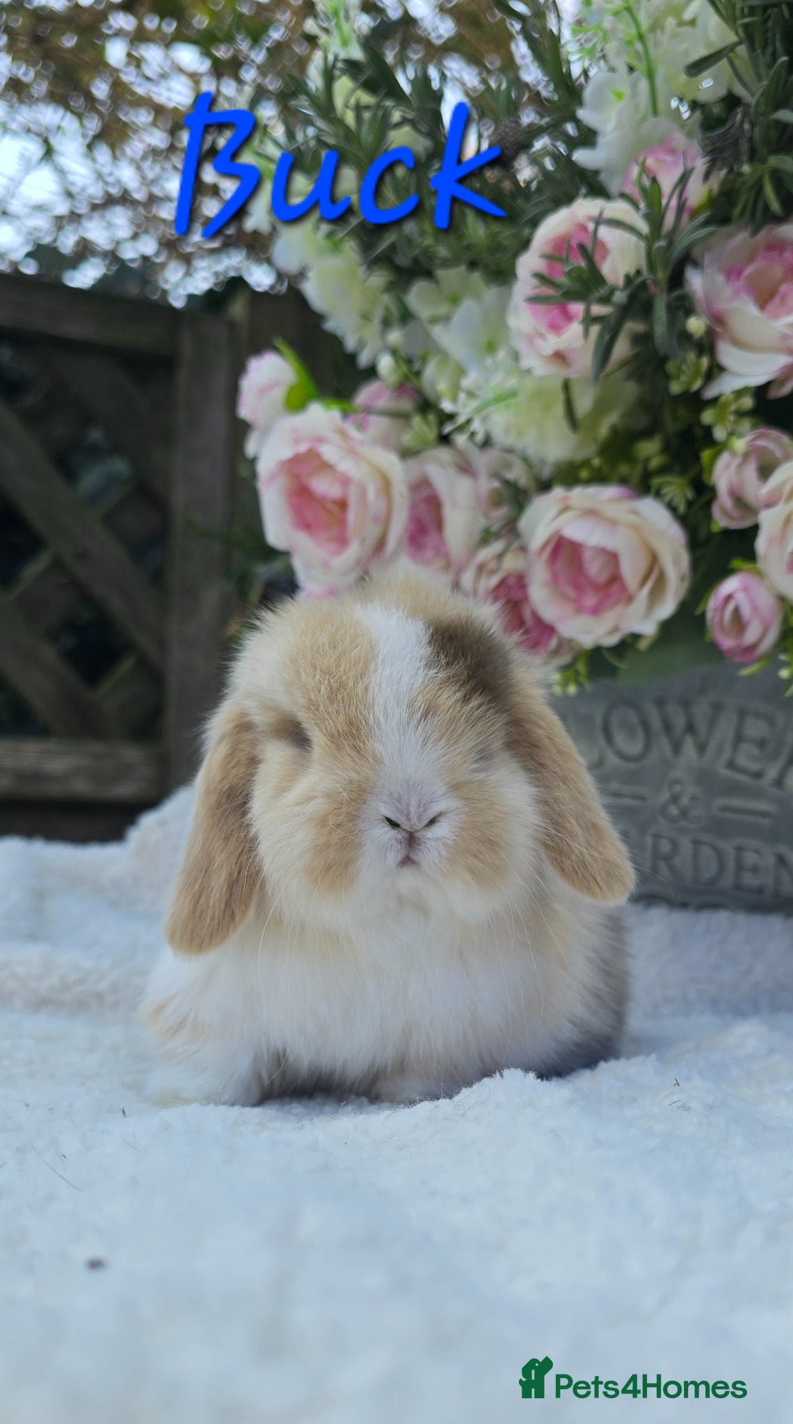 Mini Lop rabbits Beautiful quality mini lops - Advert 2