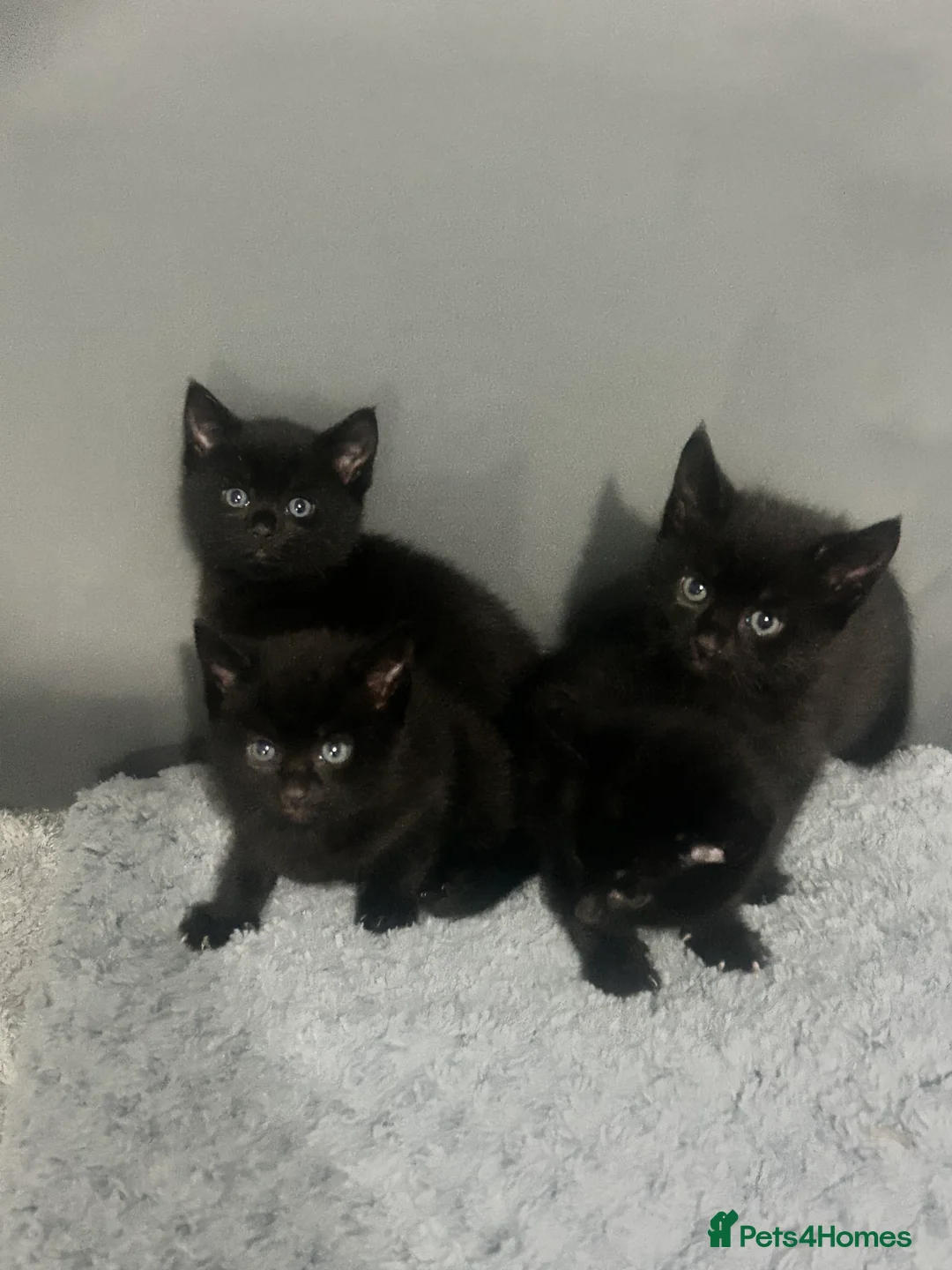 Mixed Breed cats for sale: black kittens  - Advert 7