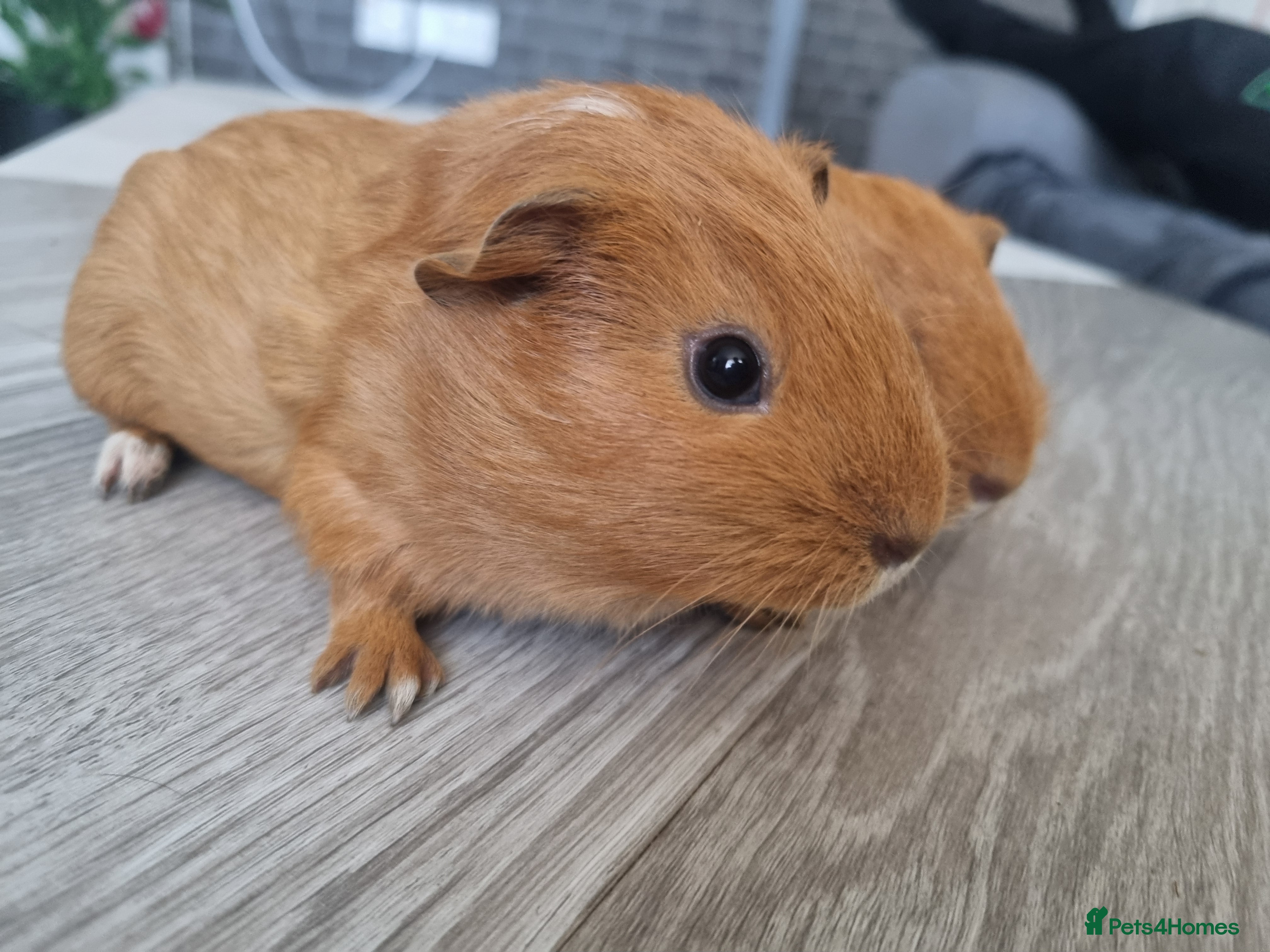 Guinea Pig rodents Guinea pigs for sale £25 each  - Advert 2