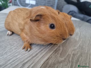 Guinea Pig rodents Guinea pigs for sale £25 each - Advert 2