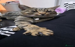 Domestic Shorthair cats for sale: 18 month cat  - Advert 2