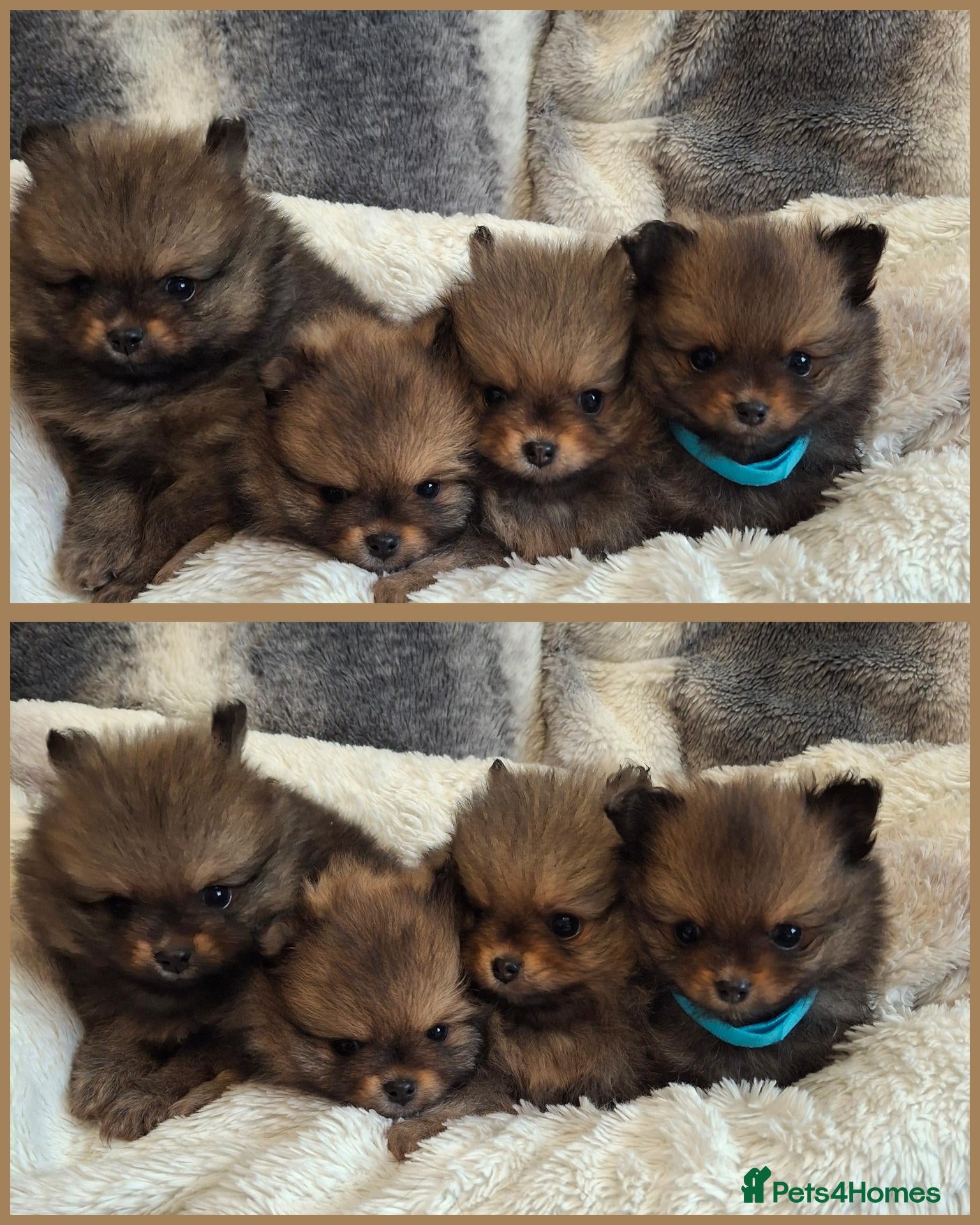 Pomeranian dogs Four beautiful pomeranian puppies 🐶  - Advert 6