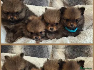 Pomeranian dogs Three beautiful boys pomeranian puppies 🐶 - Advert 6
