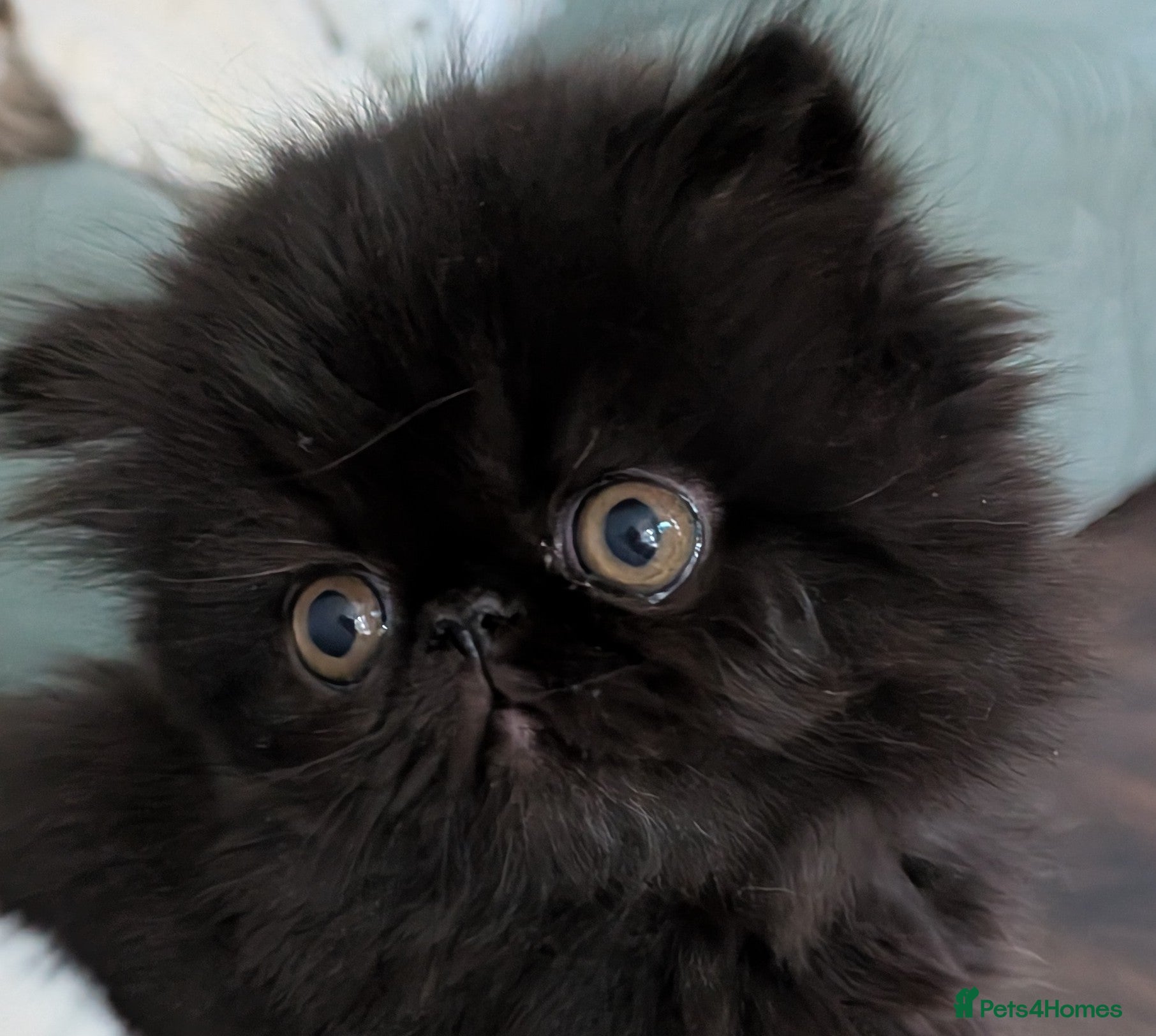 Exotic cats Beautiful exotic kittens - ready now  - Advert 1