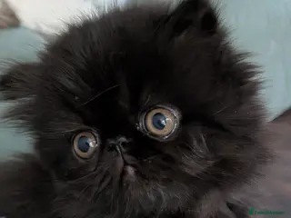 Exotic cats Beautiful exotic kittens - ready now - Advert 1