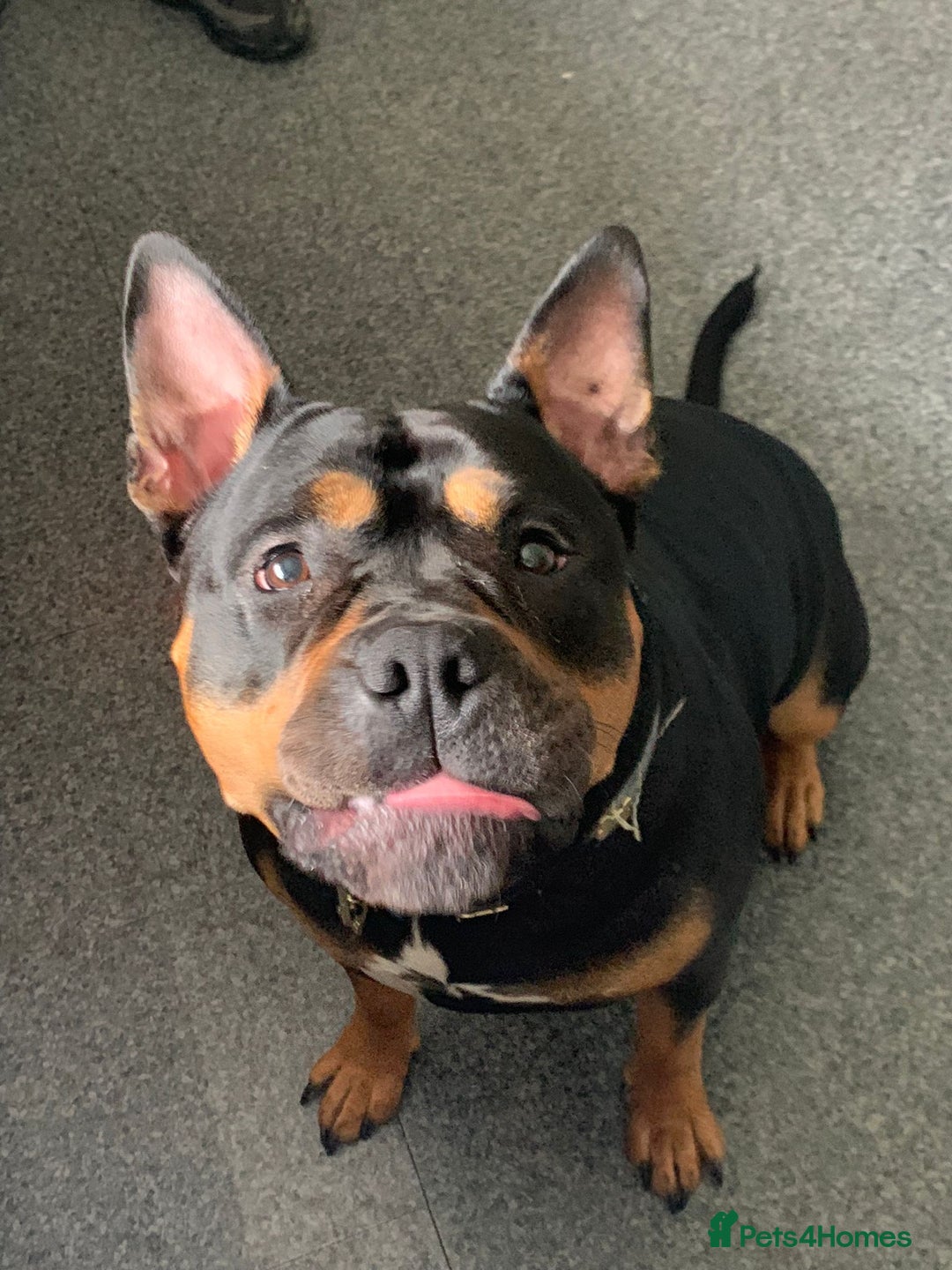 American Bully dogs for sale: 4 year old, female pedigree american bully - Advert 8