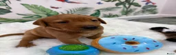 Labrador Retriever dogs for sale: Stunning Labrador Retriever Puppies  - Advert 22