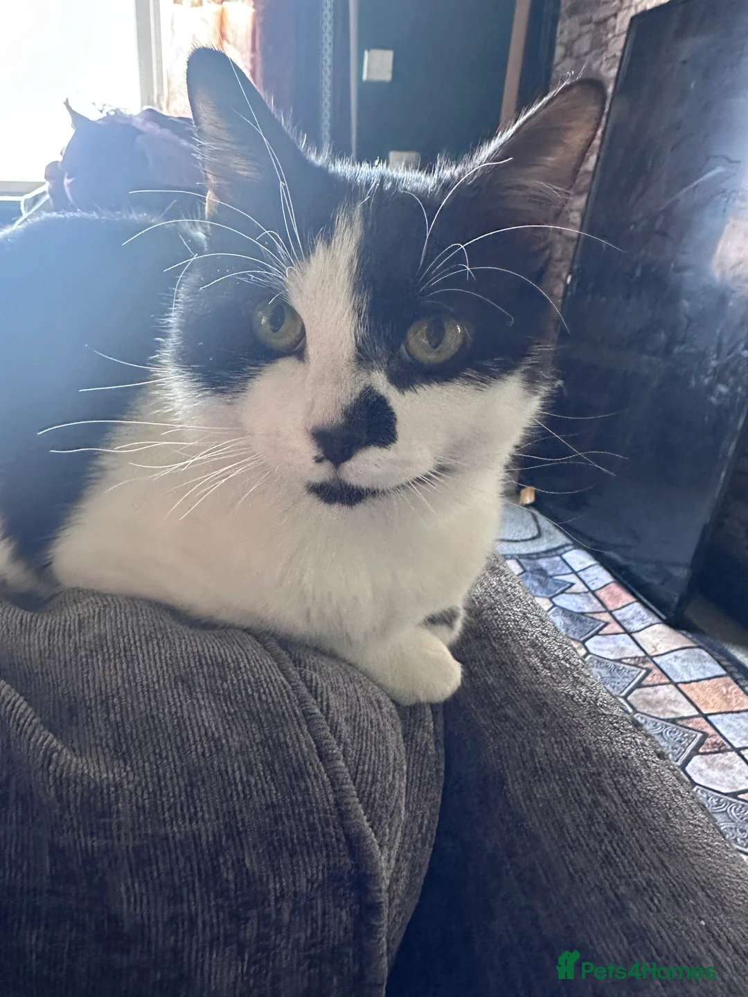 Mixed Breed cats for sale: Tigger male cat in Ilkeston - Advert 2