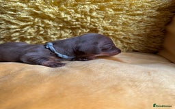 Miniature Dachshund dogs for sale: Miniature Dachshund stunning puppies  - Image 29