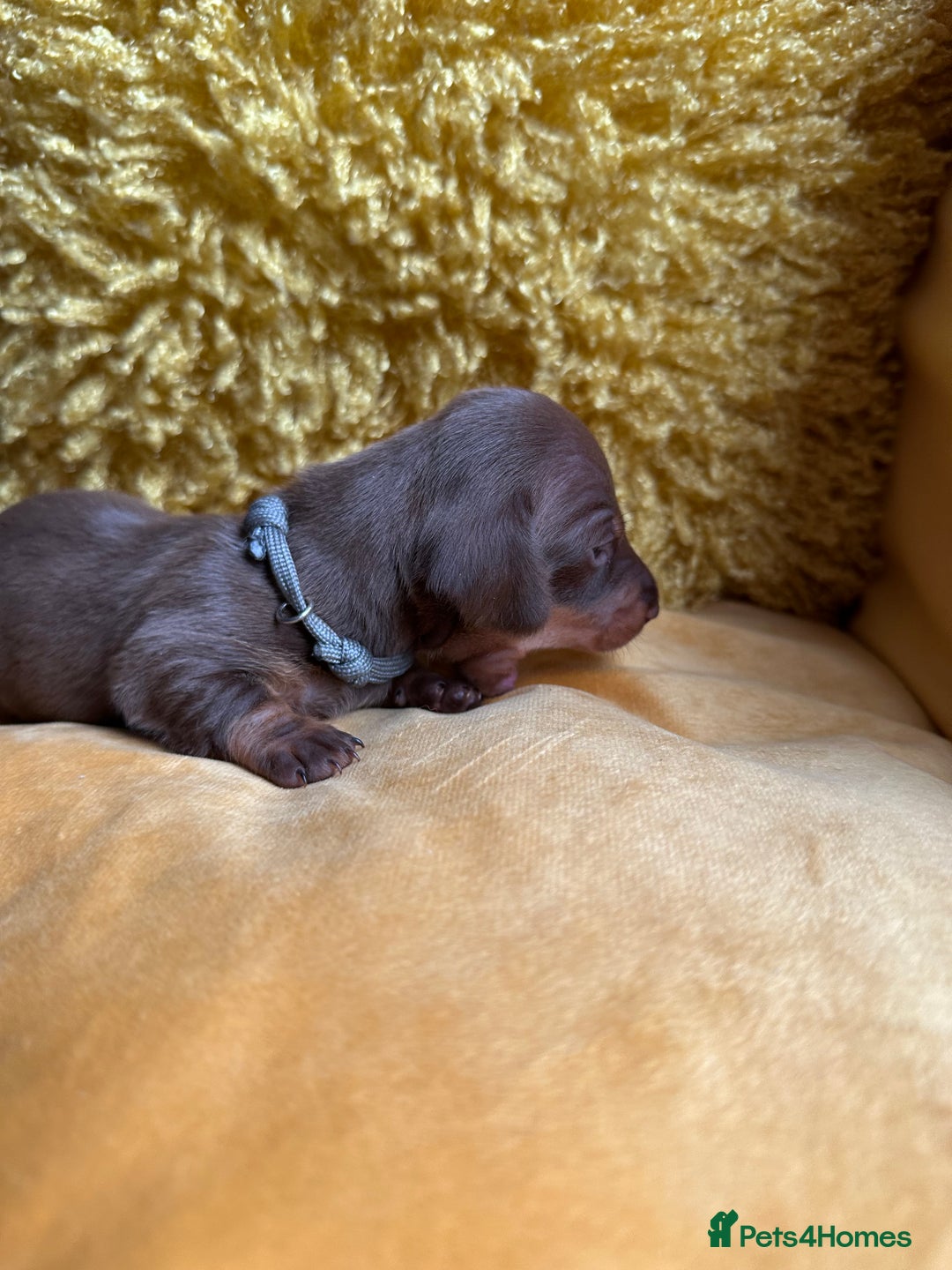 Miniature Dachshund dogs for sale: Miniature Dachshund stunning puppies  - Image 29