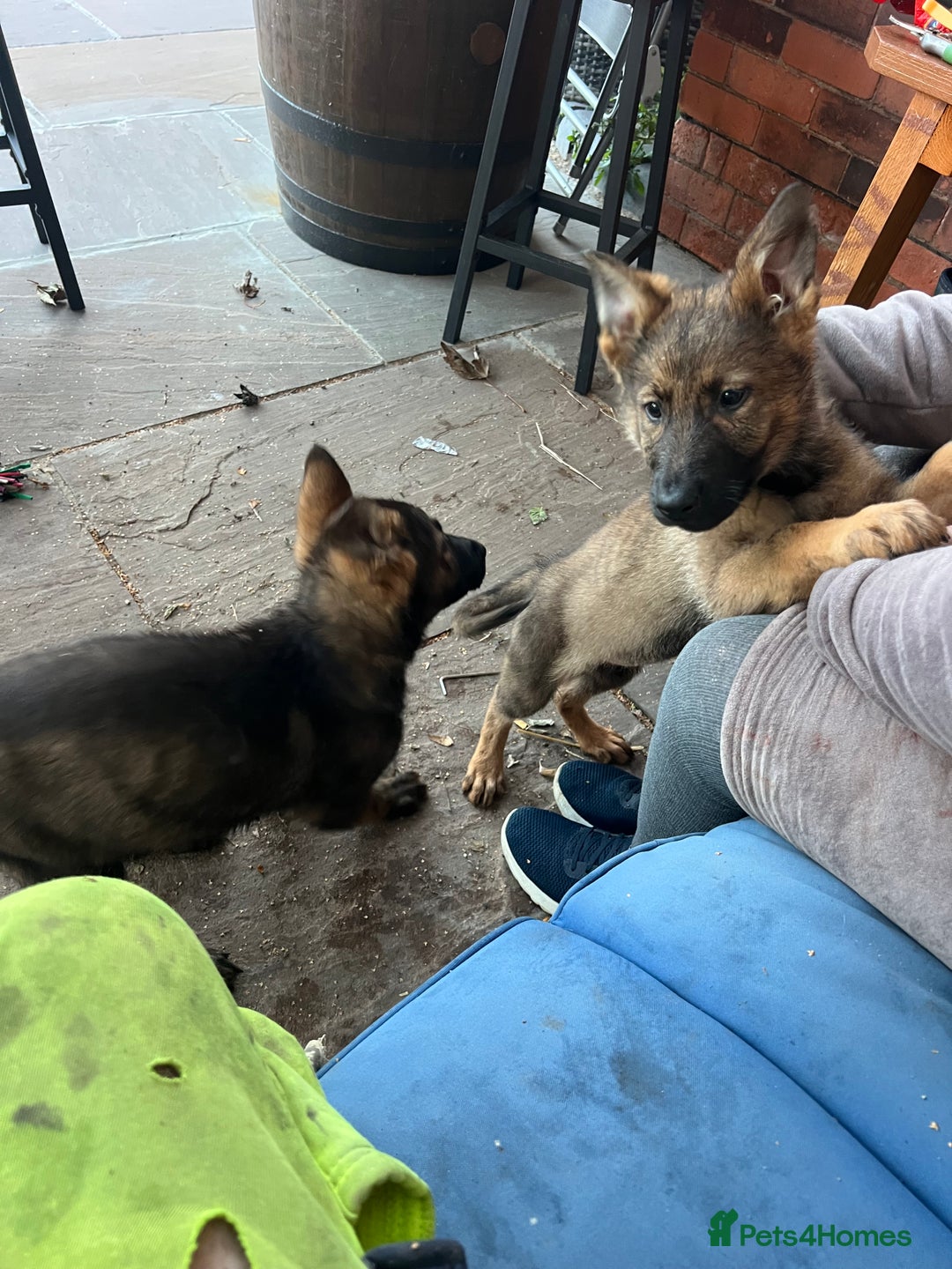 German Shepherd dogs for sale: Czechoslovakian German shepherd working line - Advert 2