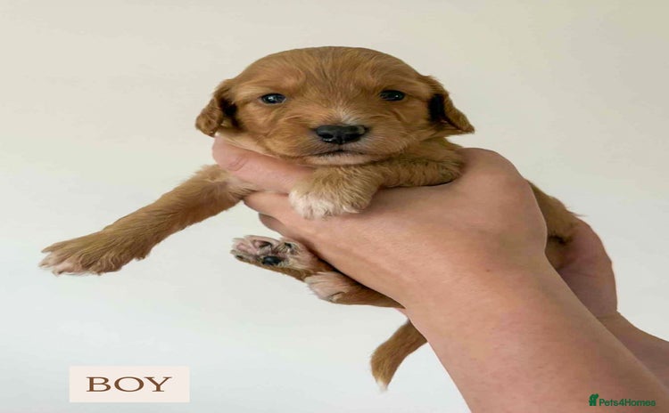 Cockapoo dogs - Advert 1