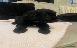Cockapoo dogs for sale: 4 Stunning and Healthy cockapoos *2 girls 2boys* - Image 8