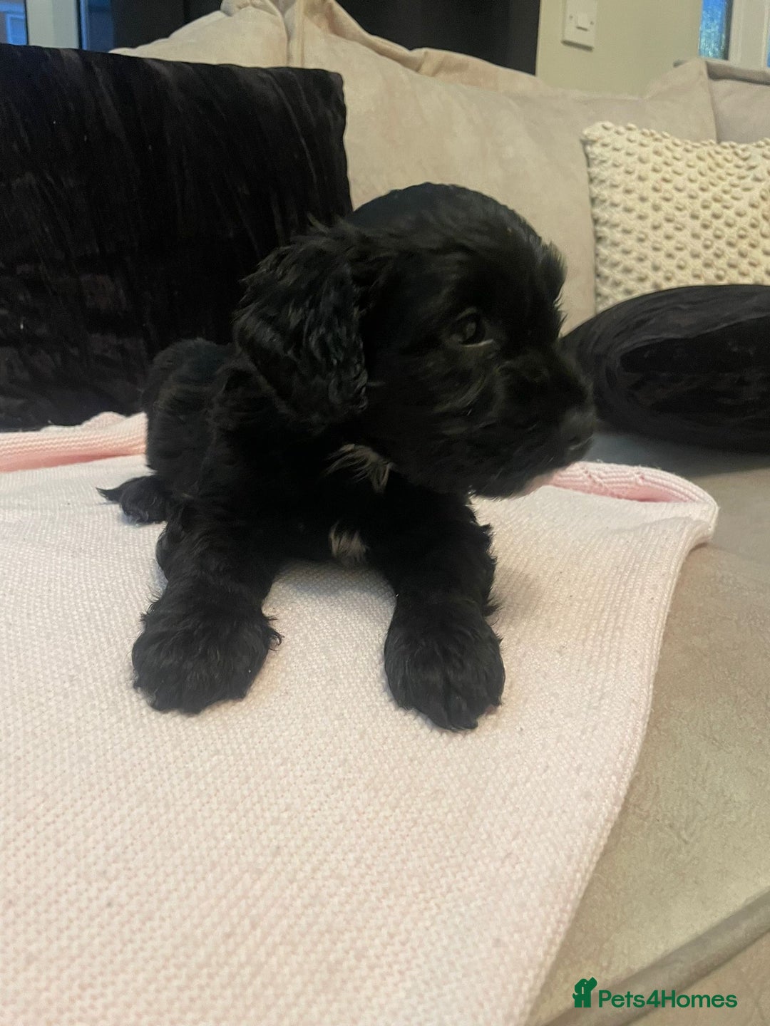 Cockapoo dogs for sale: 4 Stunning and Healthy cockapoos *2 girls 2boys* - Image 8
