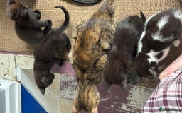 Mixed Breed cats for sale: 4 male kittens for sale - Image 5