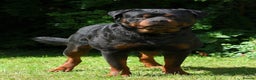 Rottweiler dogs for stud: Onex de Tierra Ibera available for stud in Newark - Advert 4