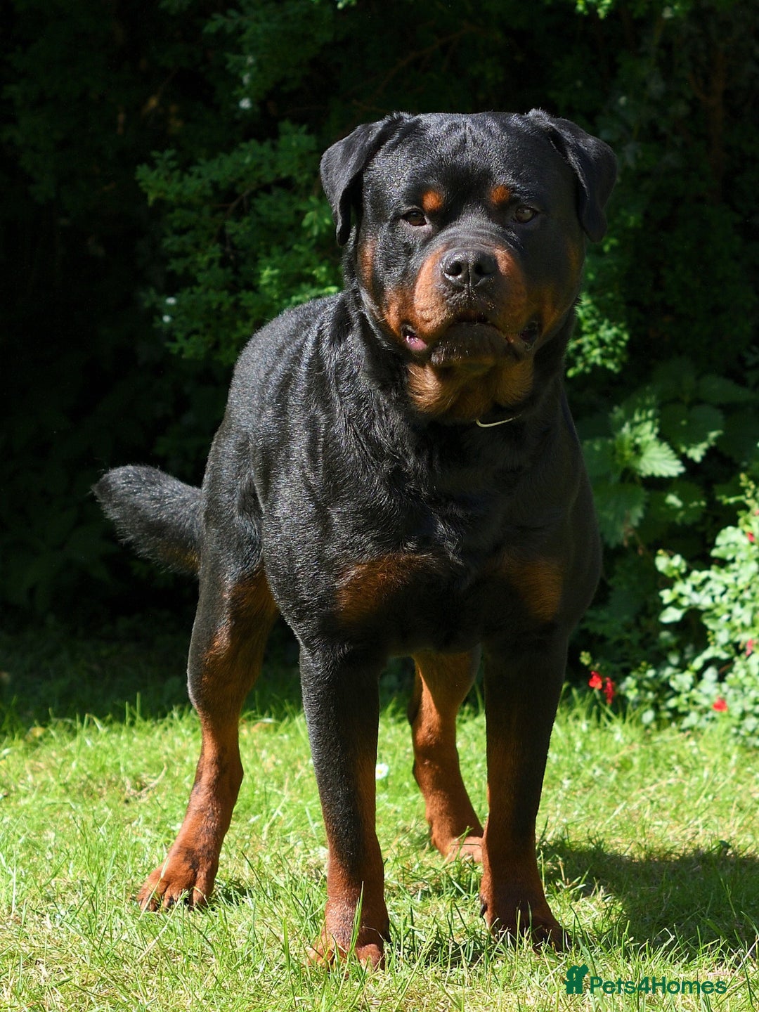 Rottweiler dogs for stud: Onex de Tierra Ibera now available for stud in Newark - Image 4